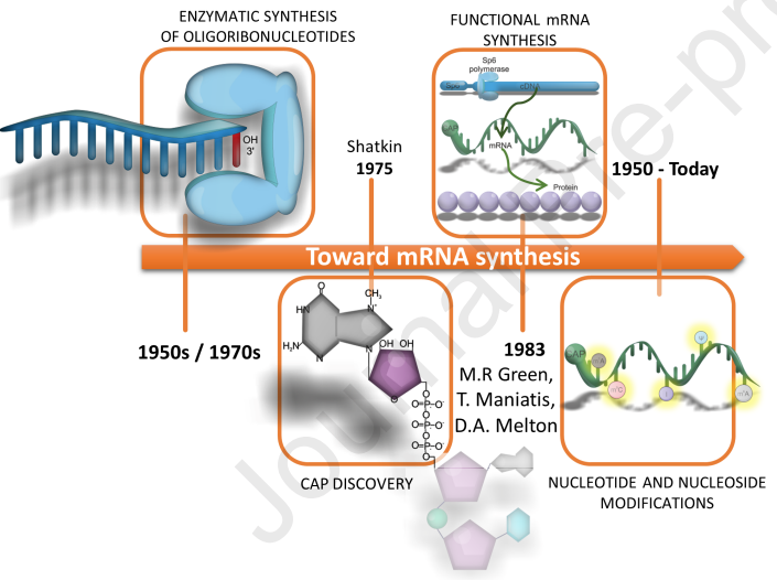 Toward mRNA synthesi